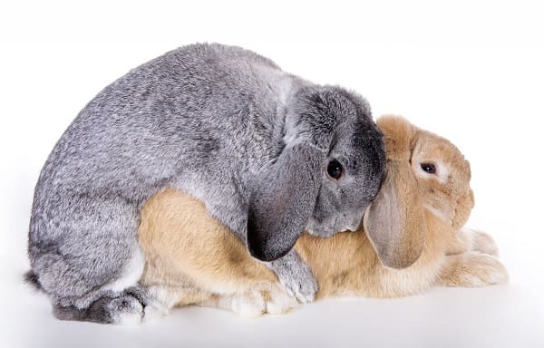 Родовспоможение кроликов на дому